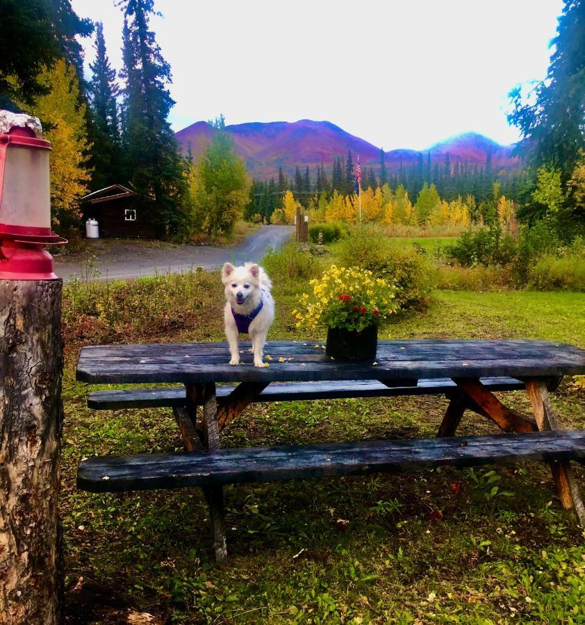 Carlo Creek Cabins Denali Park Esterno foto
