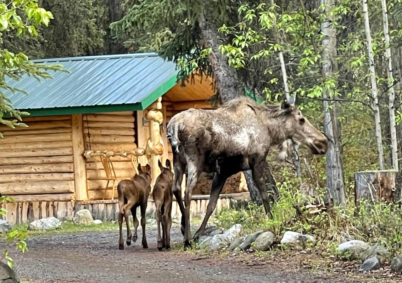 Carlo Creek Cabins Denali Park Esterno foto